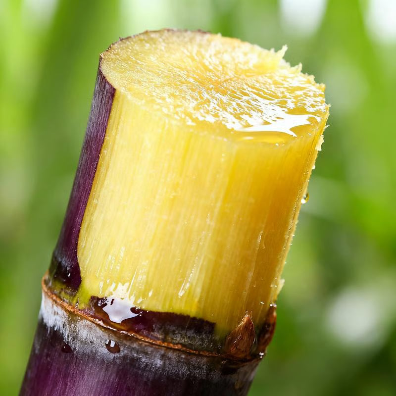 Grow Your Own Sugar! 🌱 Sugarcane Seeds