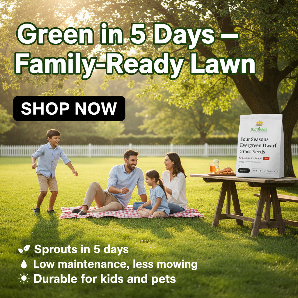 ☘️Evergreen dwarf grass seed for four seasons🏡