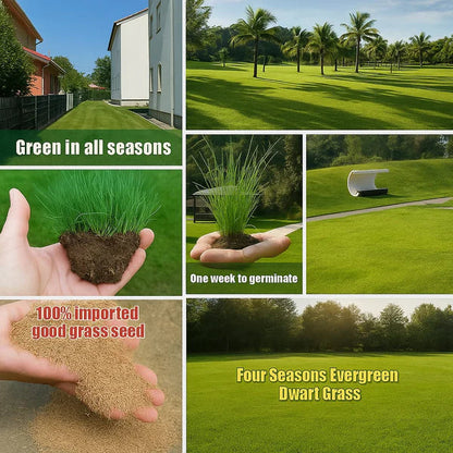 ☘️Evergreen dwarf grass seed for four seasons🏡