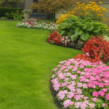☘️Evergreen dwarf grass seed for four seasons🏡