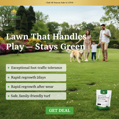 ☘️Evergreen dwarf grass seed for four seasons🏡