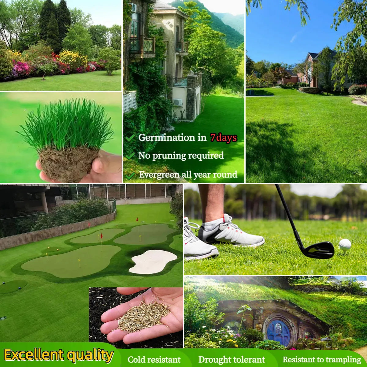 ☘️Evergreen dwarf grass seed for four seasons🏡