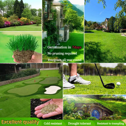 ☘️Evergreen dwarf grass seed for four seasons🏡