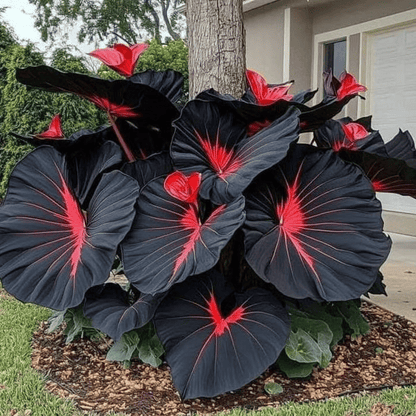 🔥Big Promotion 50% OFF🍃Rare Hosta seeds, ideal for perennial shade garden ornamental foliage, suitable for outdoor landscaping🌿