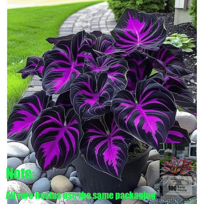 🔥Big Promotion 50% OFF🍃Rare Hosta seeds, ideal for perennial shade garden ornamental foliage, suitable for outdoor landscaping🌿 - stavogue