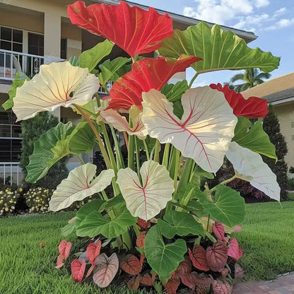 🔥Big Promotion 50% OFF🍃Rare Hosta seeds, ideal for perennial shade garden ornamental foliage, suitable for outdoor landscaping🌿 - stavogue