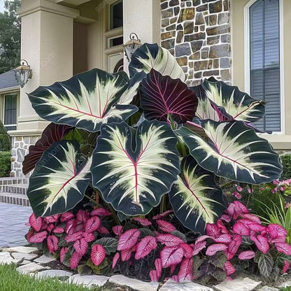🔥Big Promotion 50% OFF🍃Rare Hosta seeds, ideal for perennial shade garden ornamental foliage, suitable for outdoor landscaping🌿 - stavogue