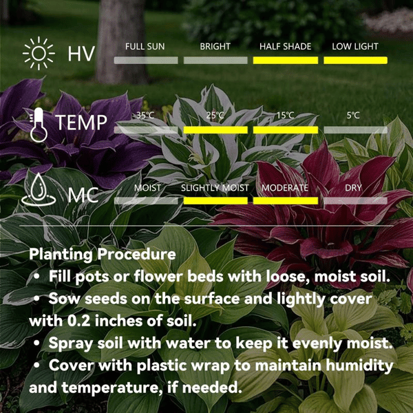 🔥Big Promotion 50% OFF🍃Rare Hosta seeds, ideal for perennial shade garden ornamental foliage, suitable for outdoor landscaping🌿 - stavogue