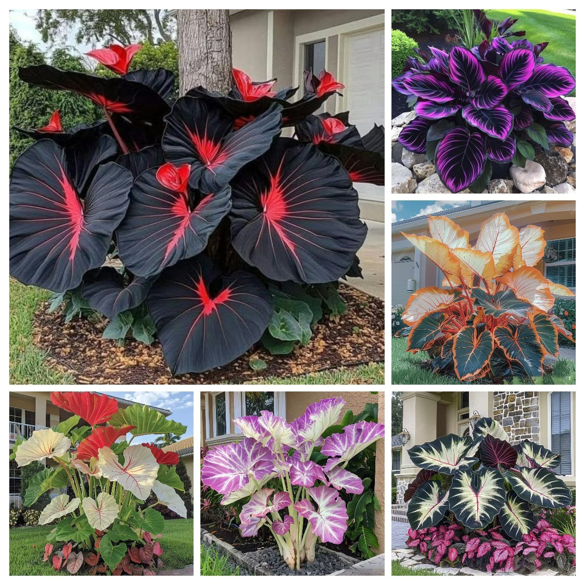 🔥Big Promotion 50% OFF🍃Rare Hosta seeds, ideal for perennial shade garden ornamental foliage, suitable for outdoor landscaping🌿 - stavogue