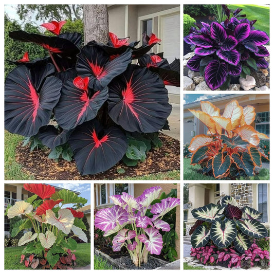 🔥Big Promotion 50% OFF🍃Rare Hosta seeds, ideal for perennial shade garden ornamental foliage, suitable for outdoor landscaping🌿 - stavogue