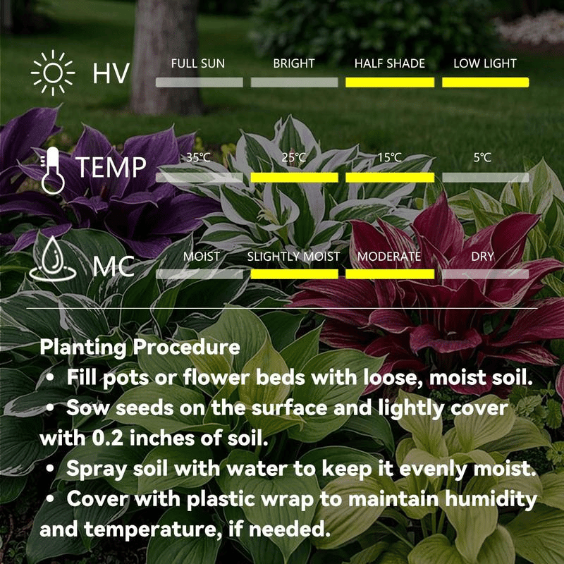 🔥Big Promotion 50% OFF🍃Rare Hosta seeds, ideal for perennial shade garden ornamental foliage, suitable for outdoor landscaping🌿 - stavogue