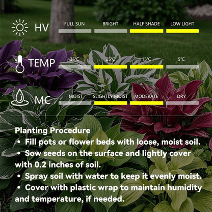 🔥Big Promotion 50% OFF🍃Rare Hosta seeds, ideal for perennial shade garden ornamental foliage, suitable for outdoor landscaping🌿 - stavogue