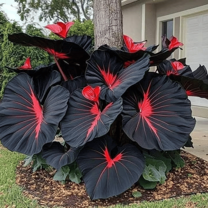 🔥Big Promotion 50% OFF🍃Rare Hosta seeds, ideal for perennial shade garden ornamental foliage, suitable for outdoor landscaping🌿 - stavogue