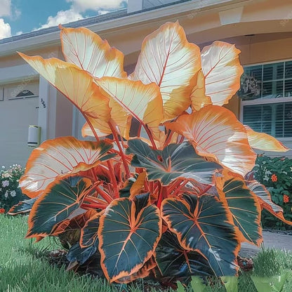 🔥Big Promotion 50% OFF🍃Rare Hosta seeds, ideal for perennial shade garden ornamental foliage, suitable for outdoor landscaping🌿 - stavogue