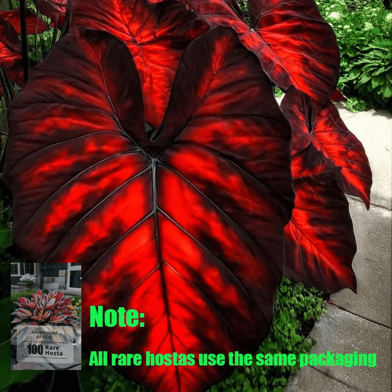 🔥Big Promotion 50% OFF🍃Rare Hosta seeds, ideal for perennial shade garden ornamental foliage, suitable for outdoor landscaping🌿 - stavogue
