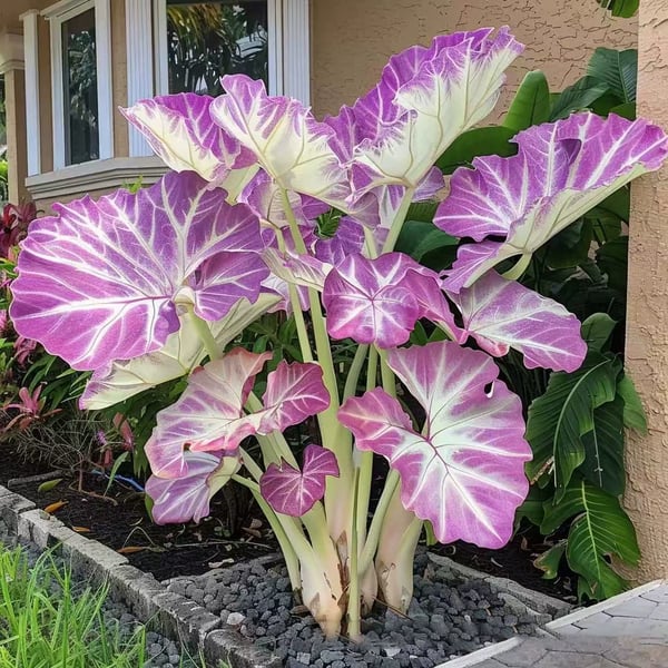 🔥Big Promotion 50% OFF🍃Rare Hosta seeds, ideal for perennial shade garden ornamental foliage, suitable for outdoor landscaping🌿 - stavogue