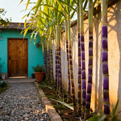 Grow Your Own Sugar! 🌱 Sugarcane Seeds - stavogue