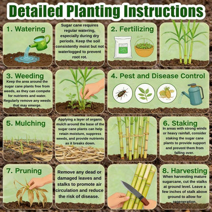 Grow Your Own Sugar! 🌱 Sugarcane Seeds - stavogue