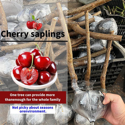🔥Summer Special Sale🍒Cherry Seedlings, Ready - to - Plant for Home Garden（90% survival rate）🌱 - stavogue