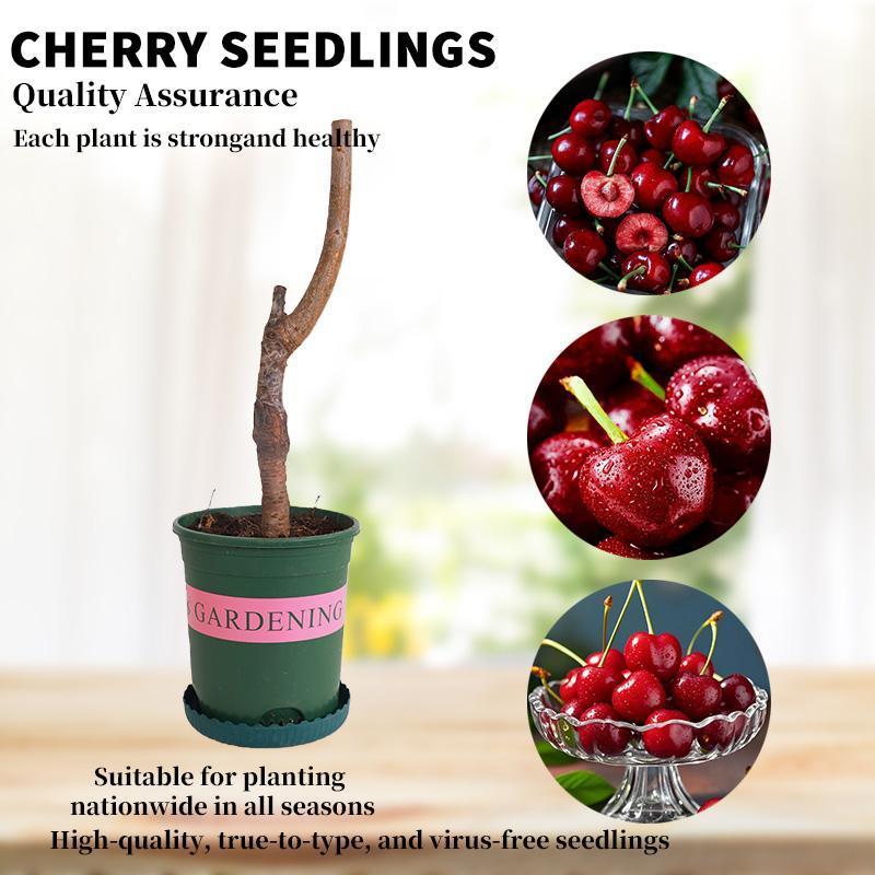 🔥Summer Special Sale🍒Cherry Seedlings, Ready - to - Plant for Home Garden（90% survival rate）🌱 - stavogue