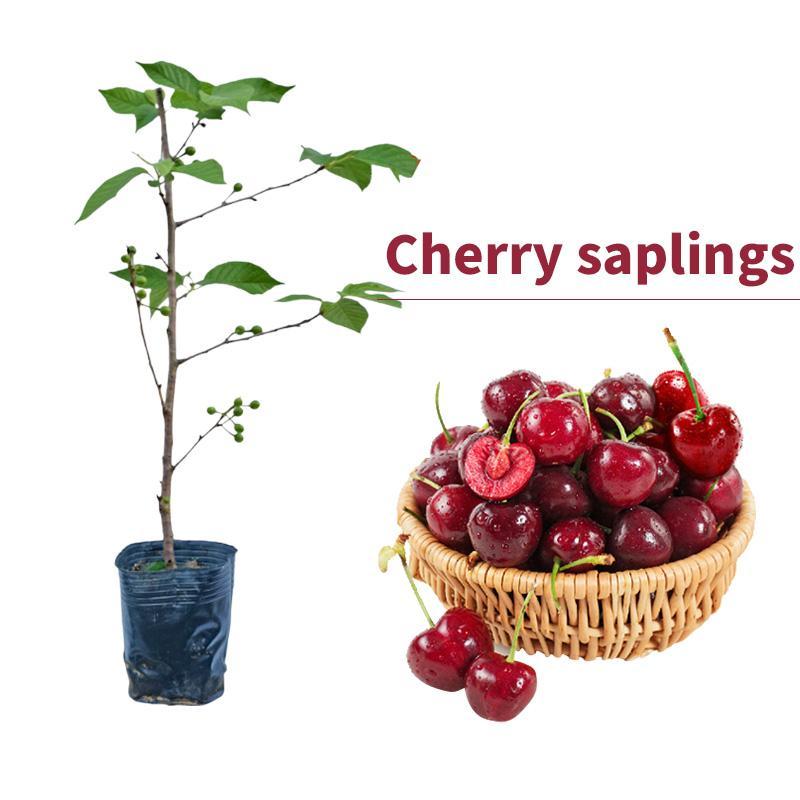 🔥Summer Special Sale🍒Cherry Seedlings, Ready - to - Plant for Home Garden（90% survival rate）🌱 - stavogue
