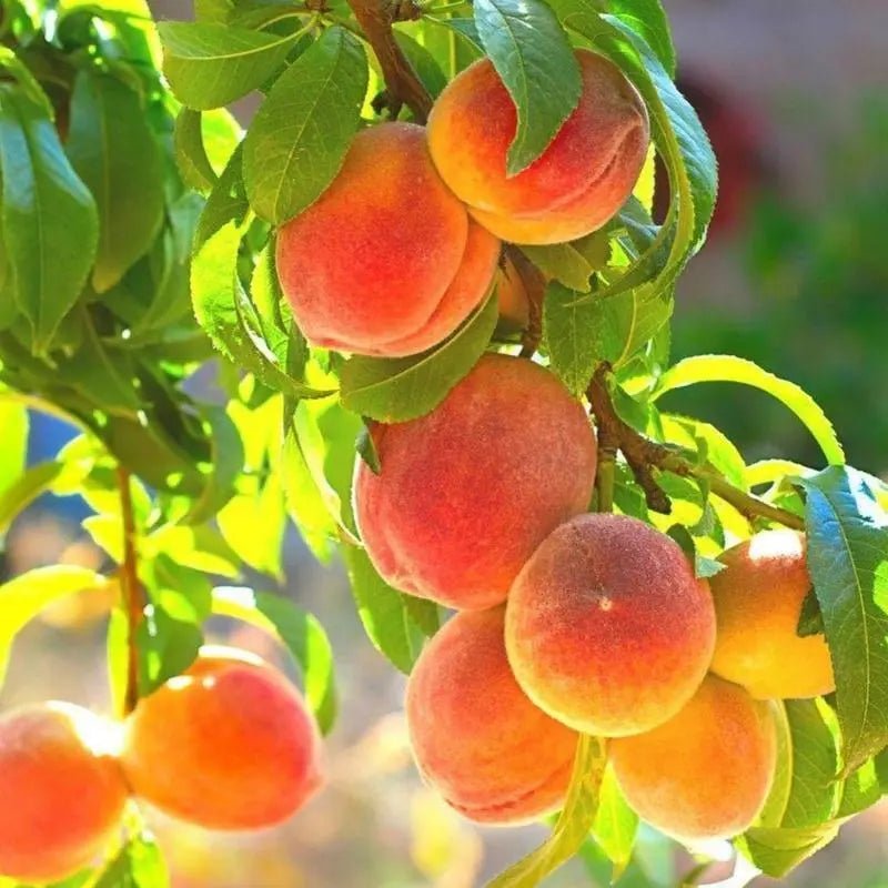 🔥Summer Special Sale🍑Sweet Honey Peach Tree Sapling，Ready - to - Plant for Home Garden（90% survival rate）🌱 - stavogue