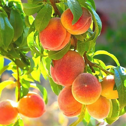🔥Summer Special Sale🍑Sweet Honey Peach Tree Sapling，Ready - to - Plant for Home Garden（90% survival rate）🌱 - stavogue