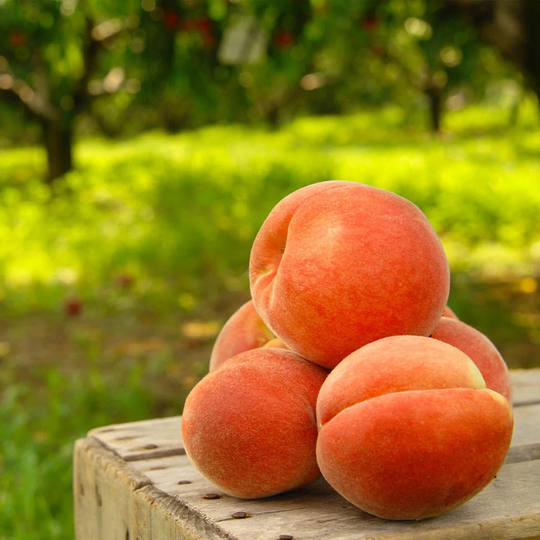 🔥Summer Special Sale🍑Sweet Honey Peach Tree Sapling，Ready - to - Plant for Home Garden（90% survival rate）🌱 - stavogue