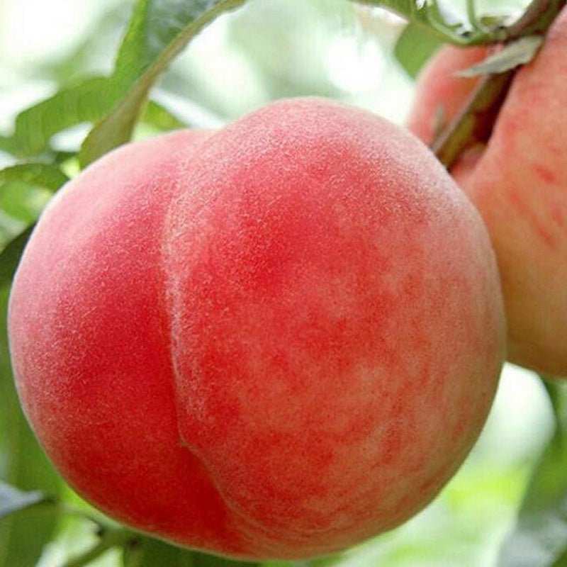 🔥Summer Special Sale🍑Sweet Honey Peach Tree Sapling，Ready - to - Plant for Home Garden（90% survival rate）🌱 - stavogue
