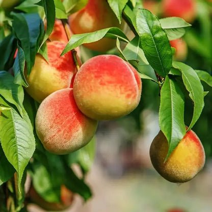 🔥Summer Special Sale🍑Sweet Honey Peach Tree Sapling，Ready - to - Plant for Home Garden（90% survival rate）🌱 - stavogue
