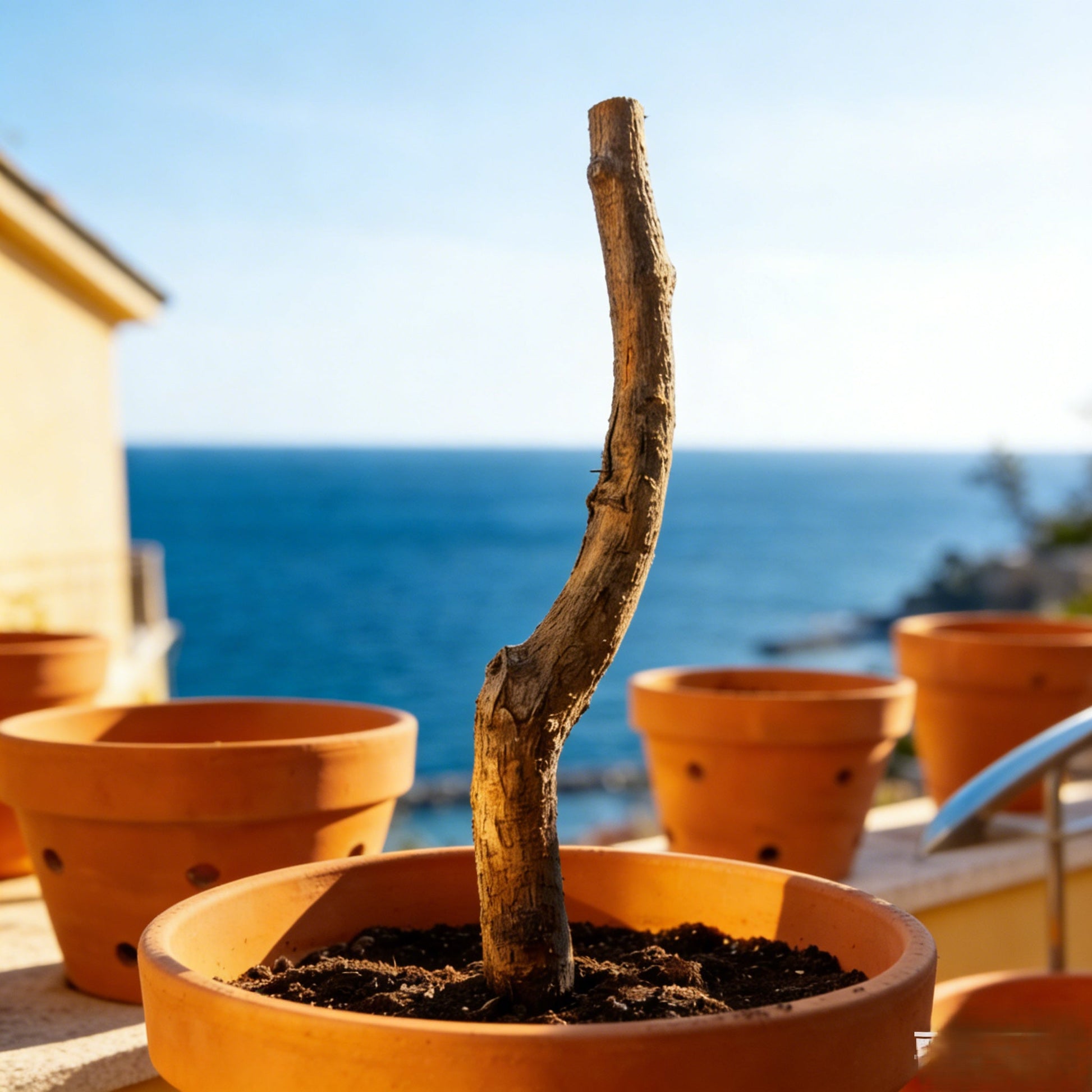🔥Summer Special Sale🍑Sweet Honey Peach Tree Sapling，Ready - to - Plant for Home Garden（90% survival rate）🌱 - stavogue
