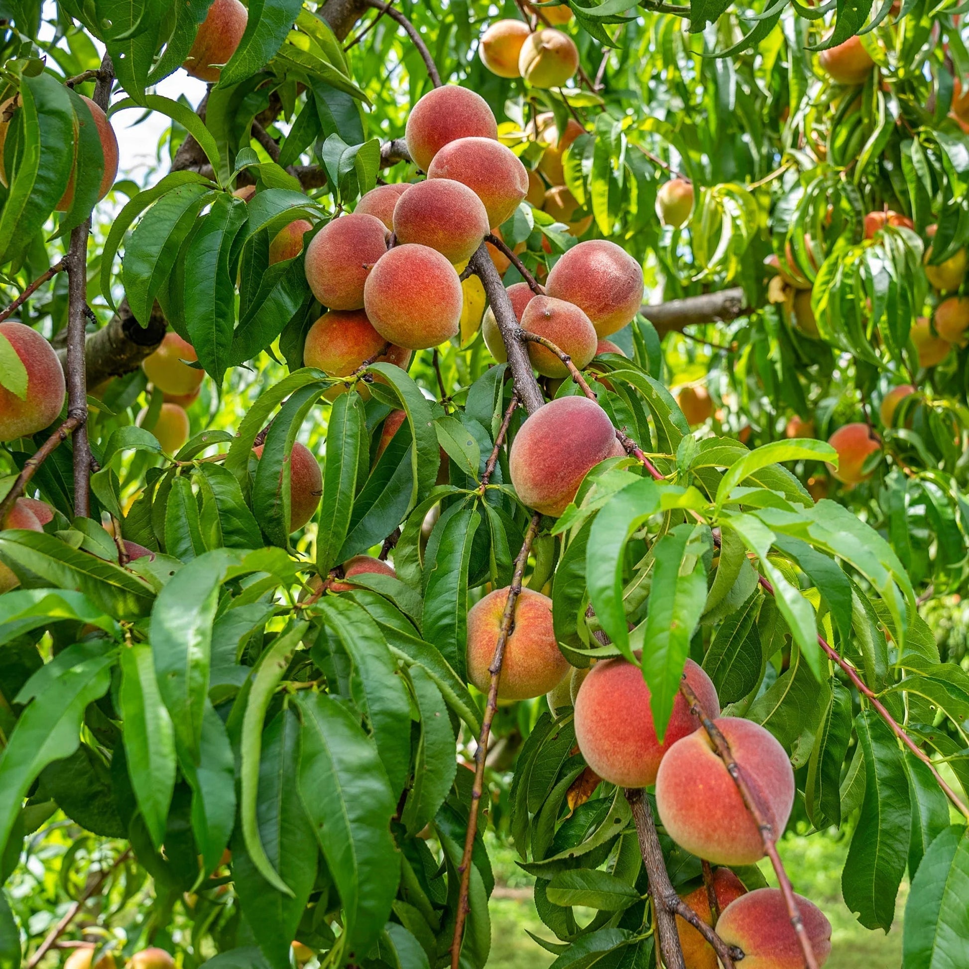 🔥Summer Special Sale🍑Sweet Honey Peach Tree Sapling，Ready - to - Plant for Home Garden（90% survival rate）🌱 - stavogue