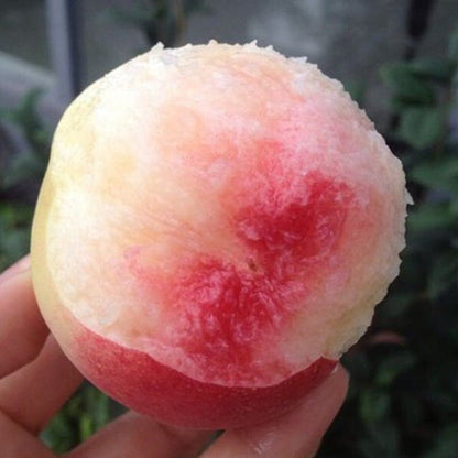 🔥Summer Special Sale🍑Sweet Honey Peach Tree Sapling，Ready - to - Plant for Home Garden（90% survival rate）🌱 - stavogue