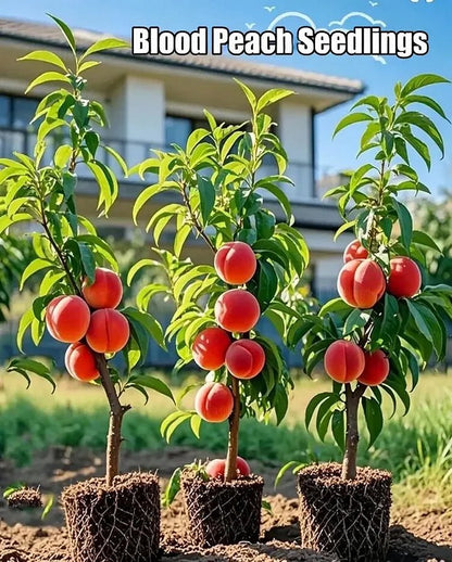 🔥Summer Special Sale🍑Sweet Honey Peach Tree Sapling，Ready - to - Plant for Home Garden（90% survival rate）🌱 - stavogue