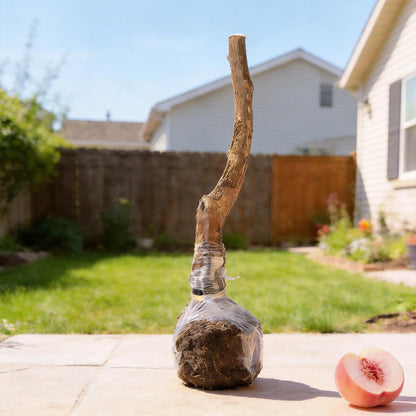 🔥Summer Special Sale🍑Sweet Honey Peach Tree Sapling，Ready - to - Plant for Home Garden（90% survival rate）🌱 - stavogue