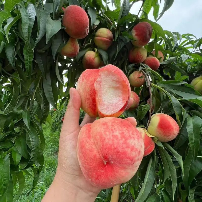 🔥Summer Special Sale🍑Sweet Honey Peach Tree Sapling，Ready - to - Plant for Home Garden（90% survival rate）🌱 - stavogue