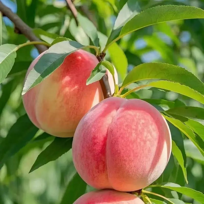 🔥Summer Special Sale🍑Sweet Honey Peach Tree Sapling，Ready - to - Plant for Home Garden（90% survival rate）🌱 - stavogue