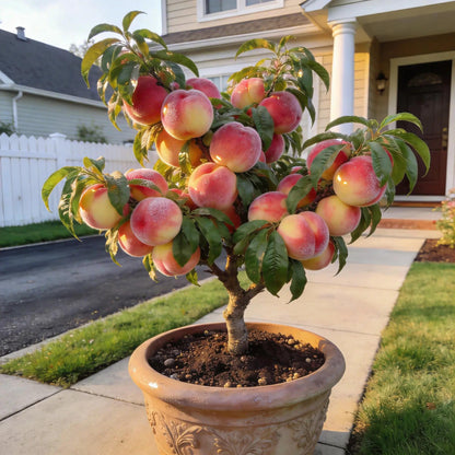 🔥Summer Special Sale🍑Sweet Honey Peach Tree Sapling，Ready - to - Plant for Home Garden（90% survival rate）🌱 - stavogue