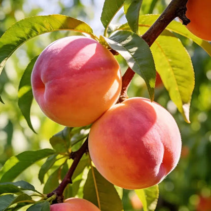 🔥Summer Special Sale🍑Sweet Honey Peach Tree Sapling，Ready - to - Plant for Home Garden（90% survival rate）🌱 - stavogue